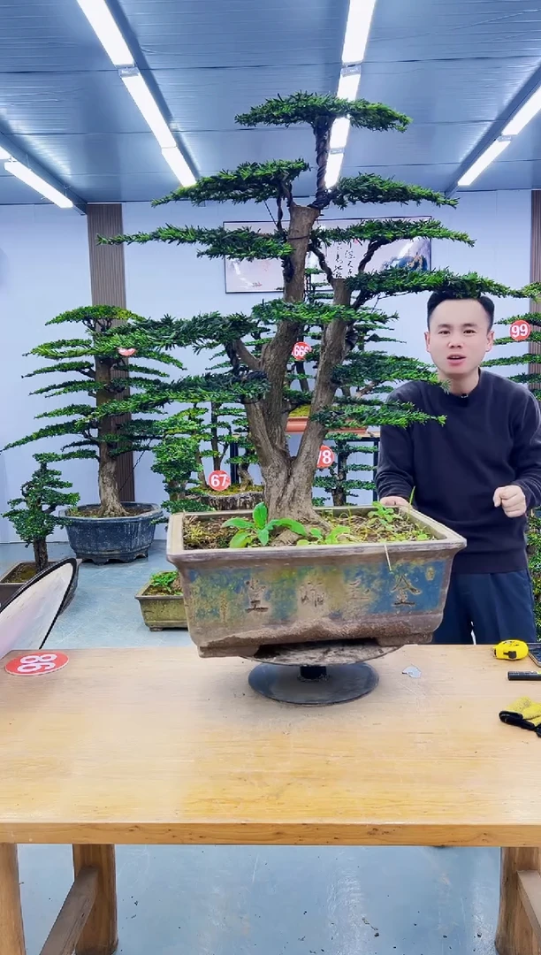 无花朵00000000000