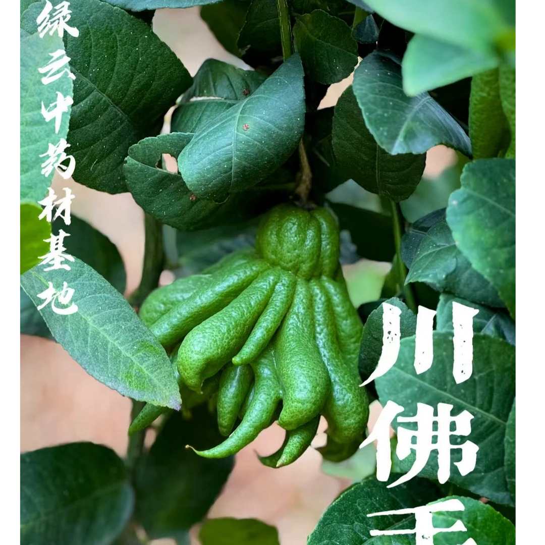 绿云川佛手  精品果