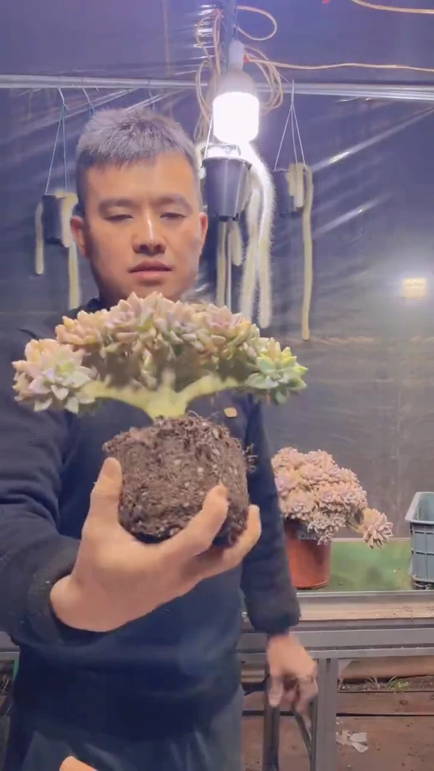 246淡雪缀化一物一拍