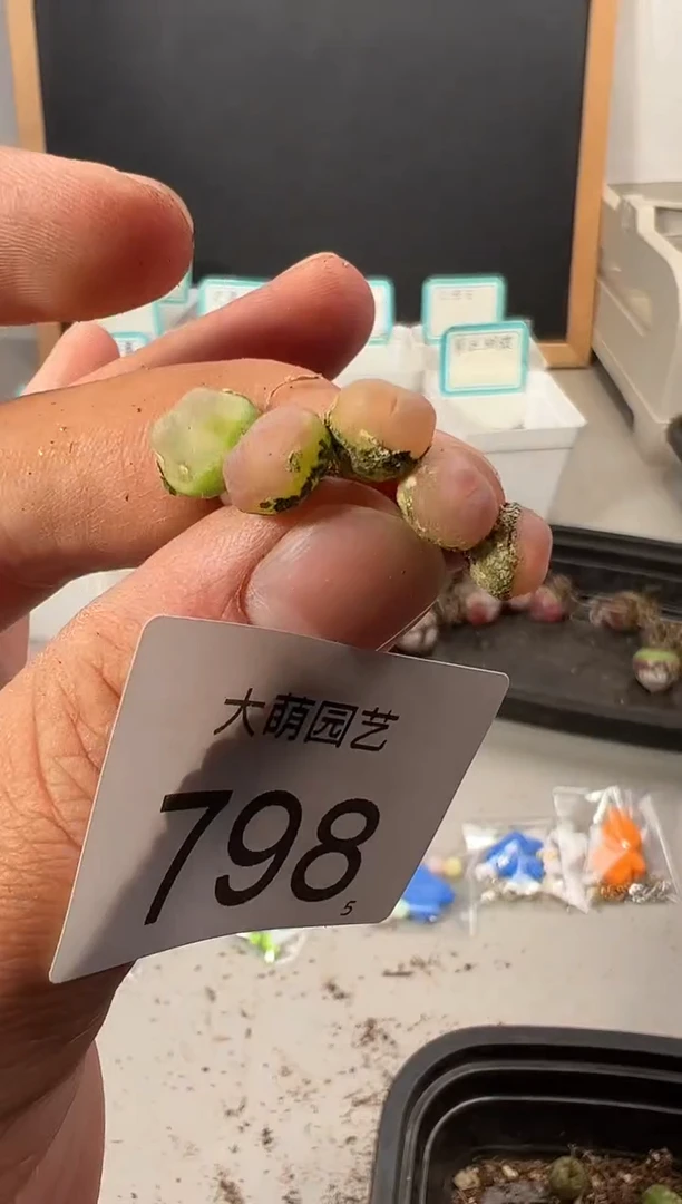 【闪购商品】+++++798有疤无售后