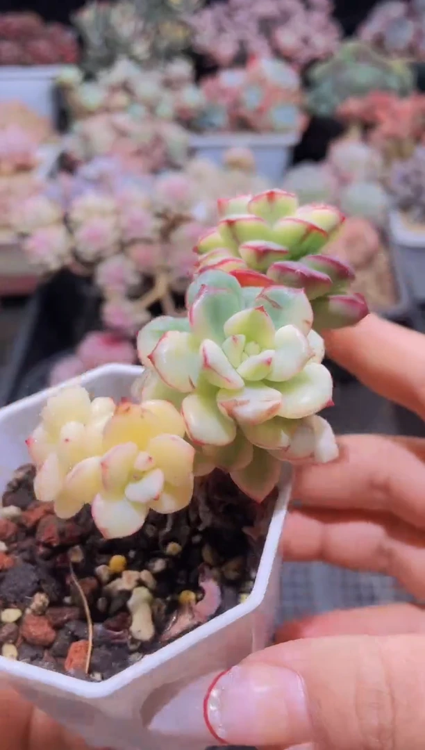 【闪购商品】625探戈锦