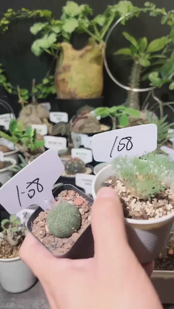 &****£108号619白皮月界送布纹球一个