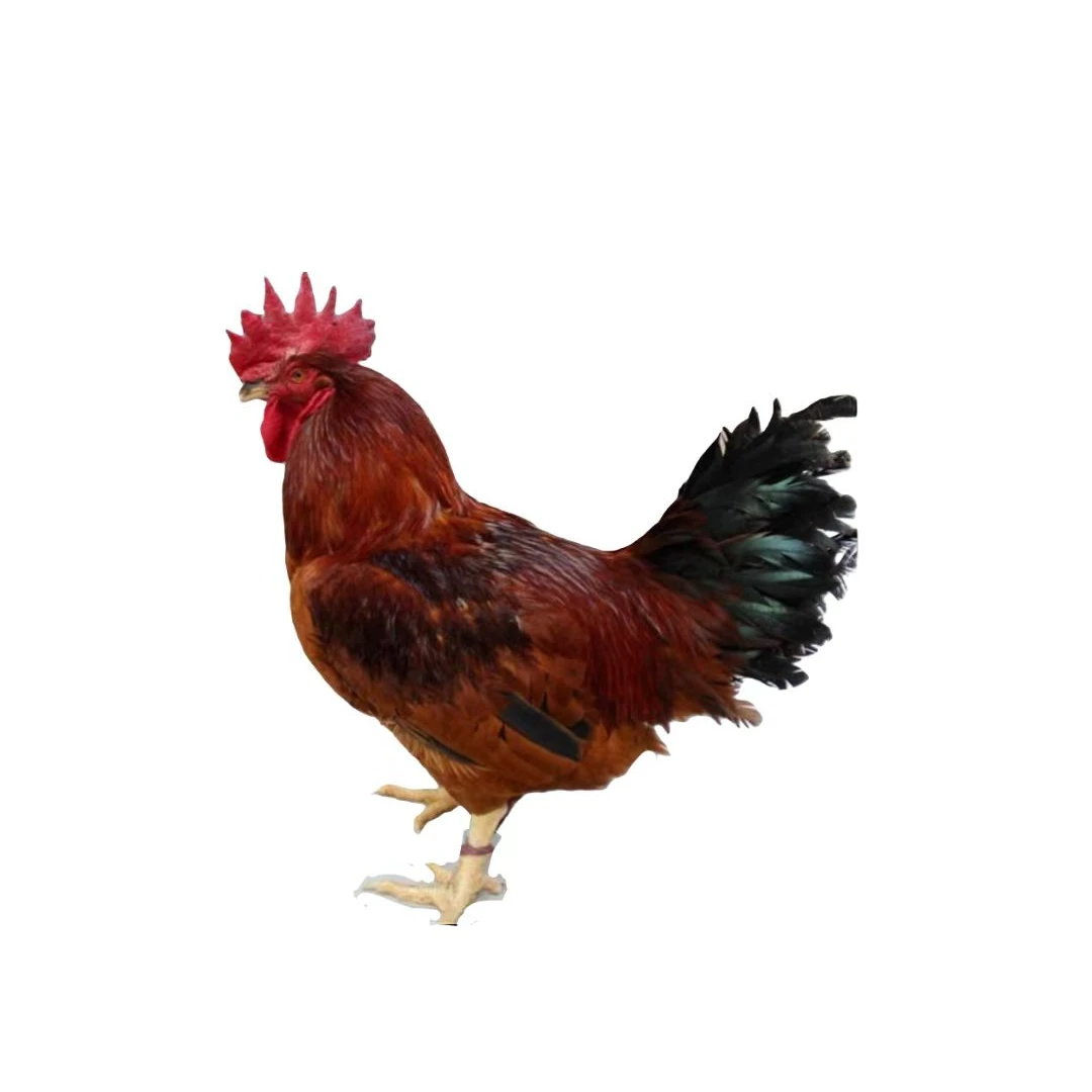 九斤红养殖畜牧设备框可装7只抗压抗摔不挤