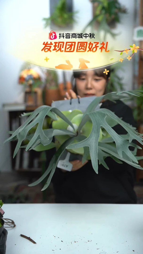 不开花植物A799-白二歧鹿角蕨（侧芽不包损）