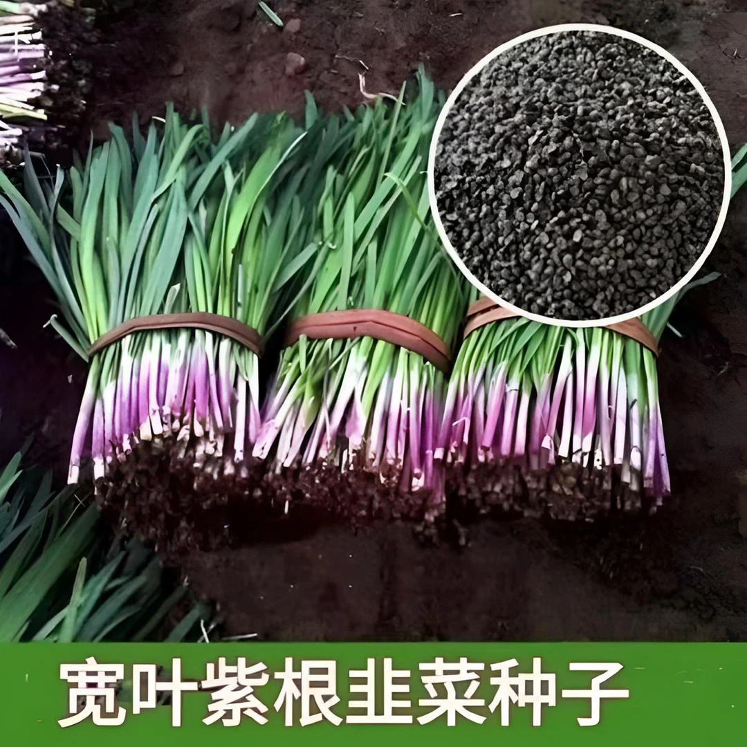 独根红韭菜种子宽叶非菜籽非菜种籽紫根红根宽叶大叶耐热耐寒
