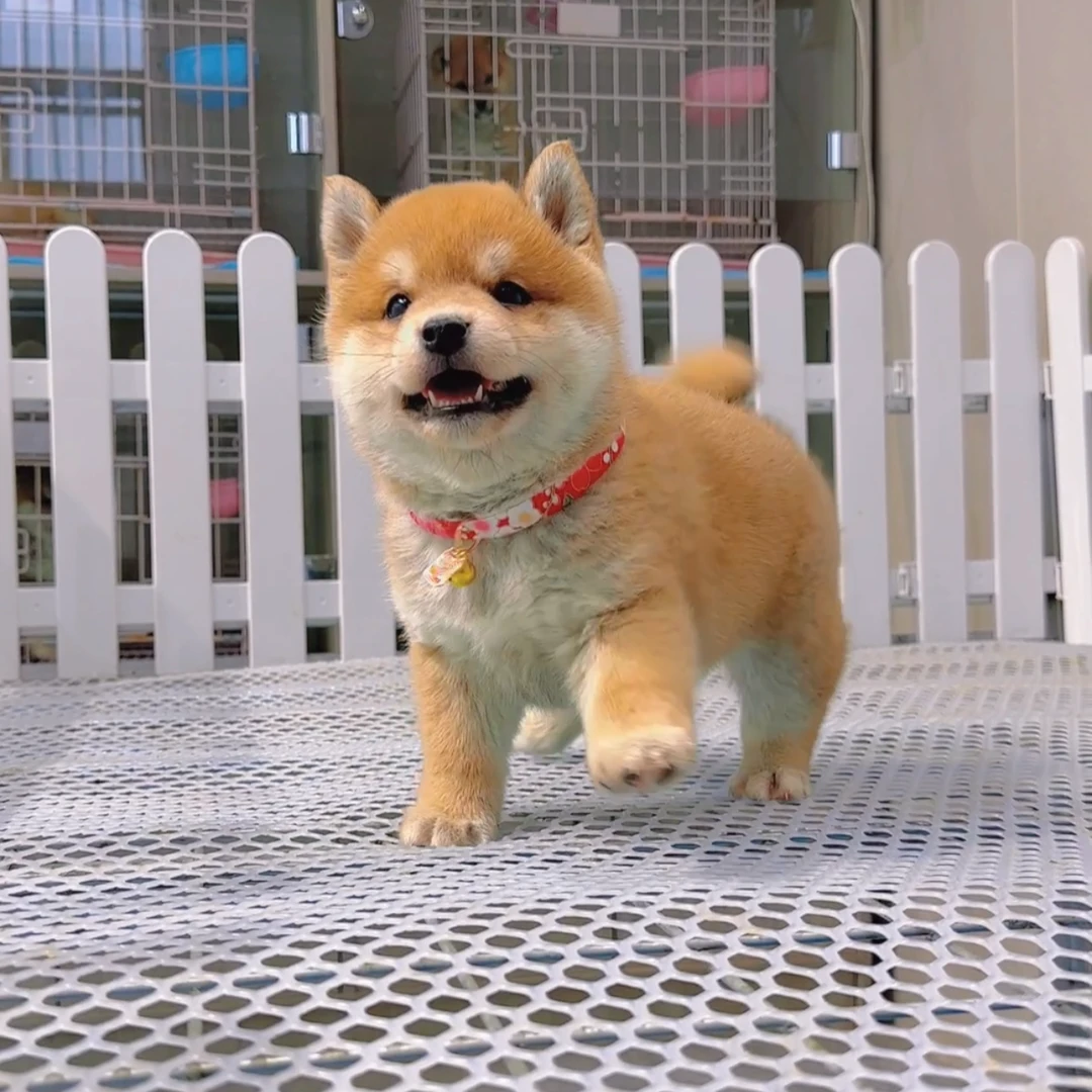 南通柴犬舍柴犬幼犬出售，活体狗狗链接