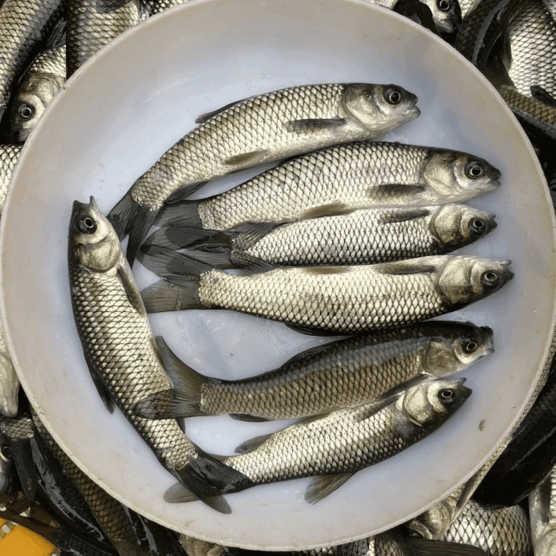 草鱼淡水常温鱼水库鱼塘池塘各地适宜可食用可观赏鱼