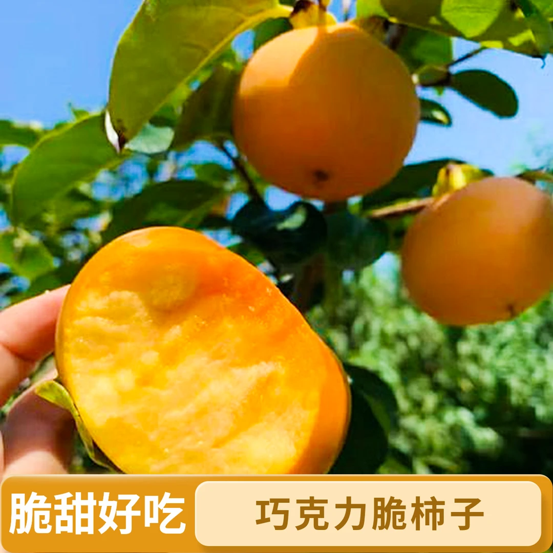 巧克力脆甜柿子新鲜水果应季水果产地3-9斤阳丰脆柿子批发陕西