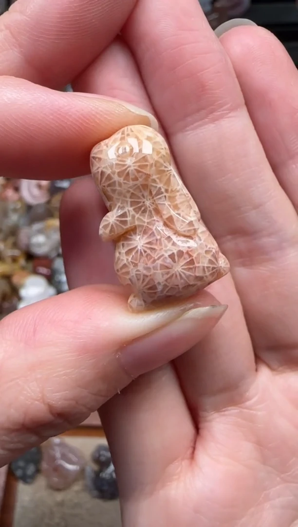 颈饰未镶嵌硅化珊瑚（珊瑚玉）803