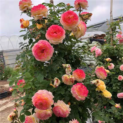 詹森月季爬藤植物复色花庭院阳台种植多季节开花可做花墙盆栽地栽