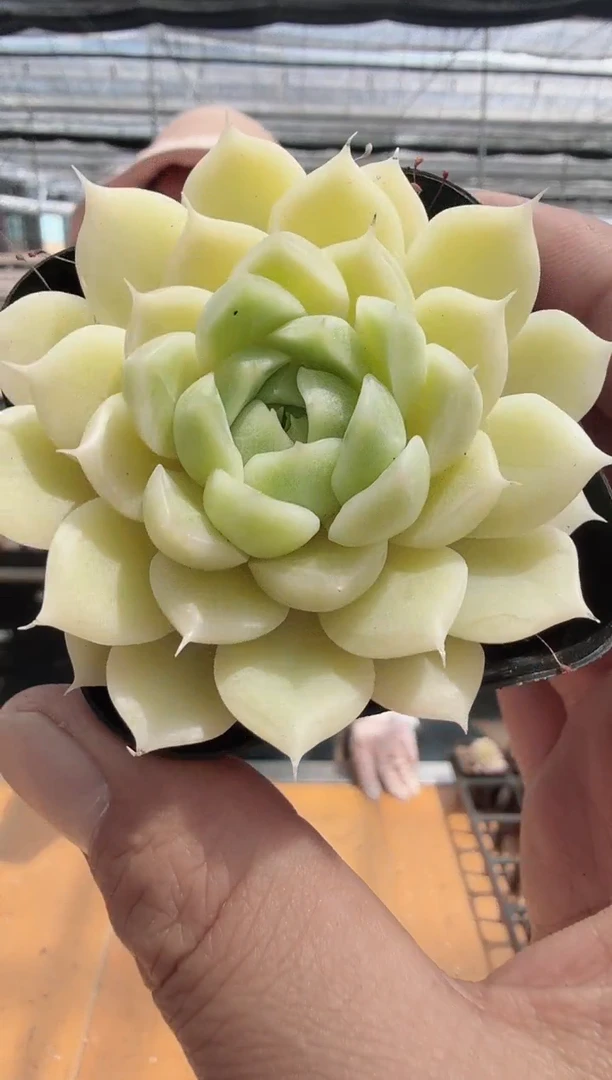 东云多肉园新款-125