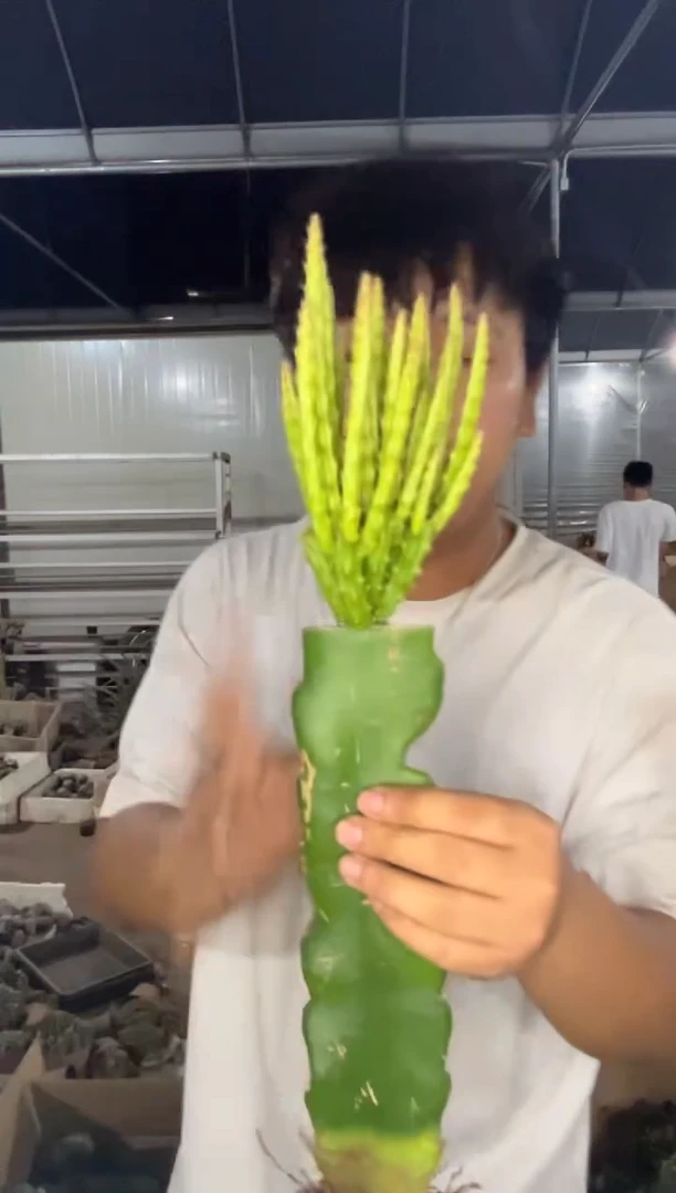 多头 鼠尾令箭【嫁接】