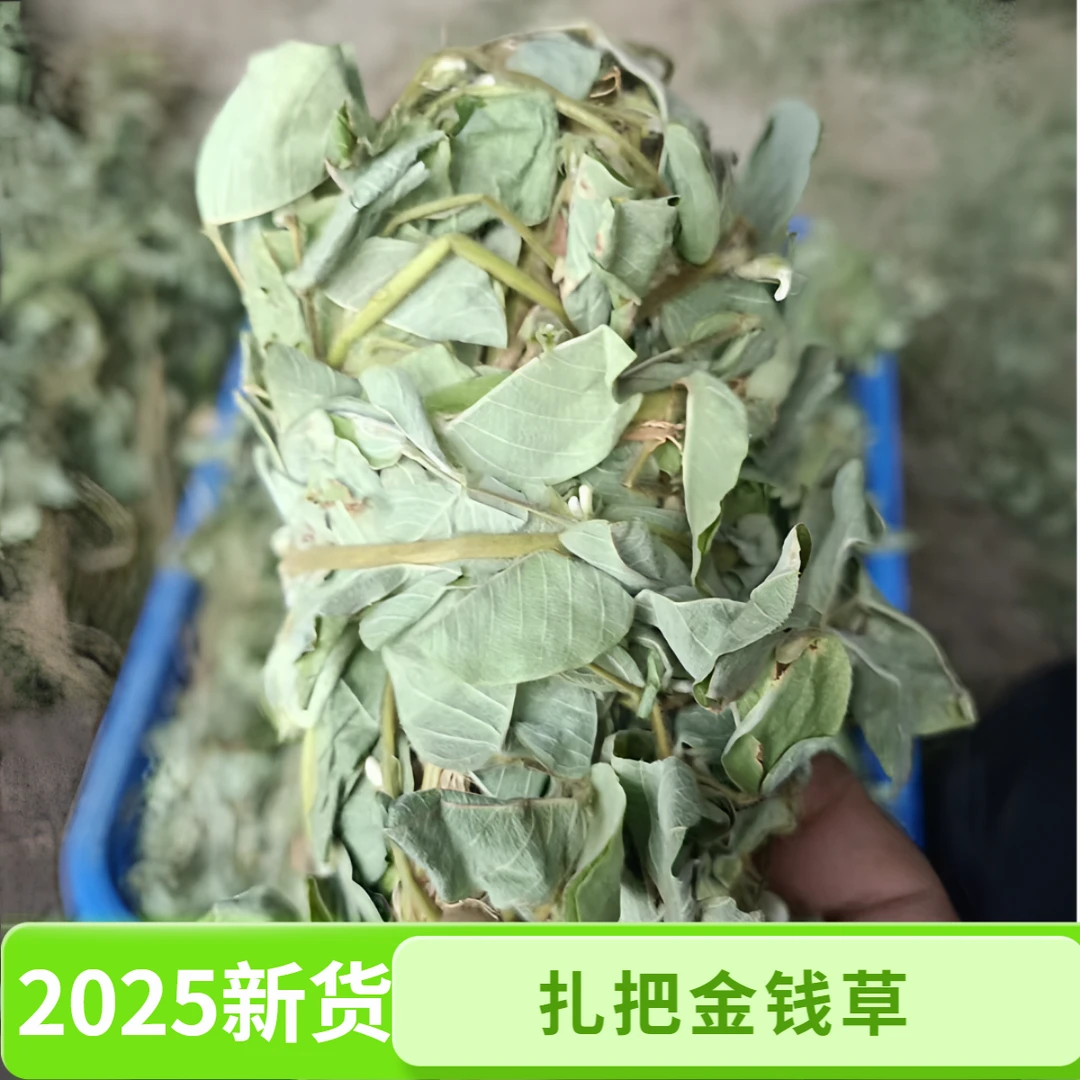 广西金钱草 新货精选新鲜 月亮草 干货 泡水煲汤 切段 扎把金钱草