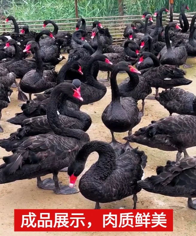 （1斤左右）黑天鹅 鹅肉肉质鲜美丰包邮到家