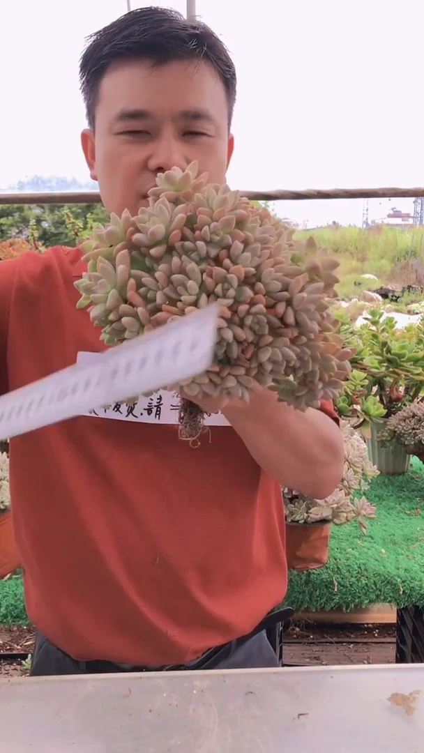 327淡雪缀化一物一拍