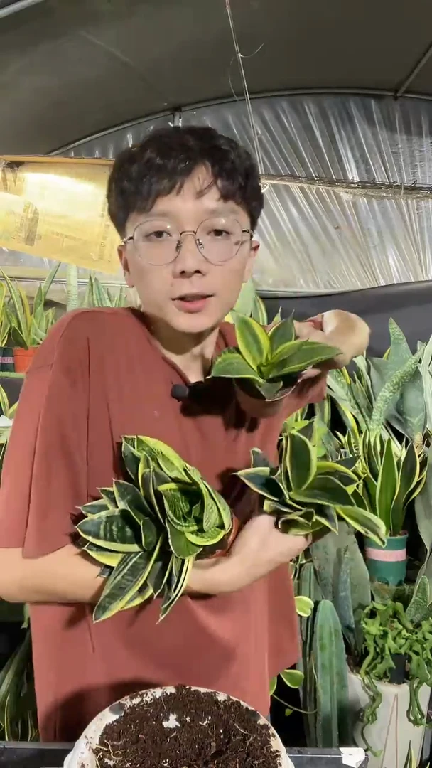 8cm带盆土（金虎+荷花兰+金丝尼）