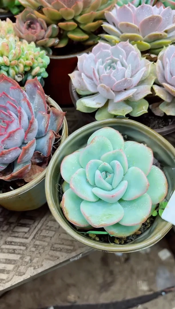 昕*27006多肉植物一物一拍