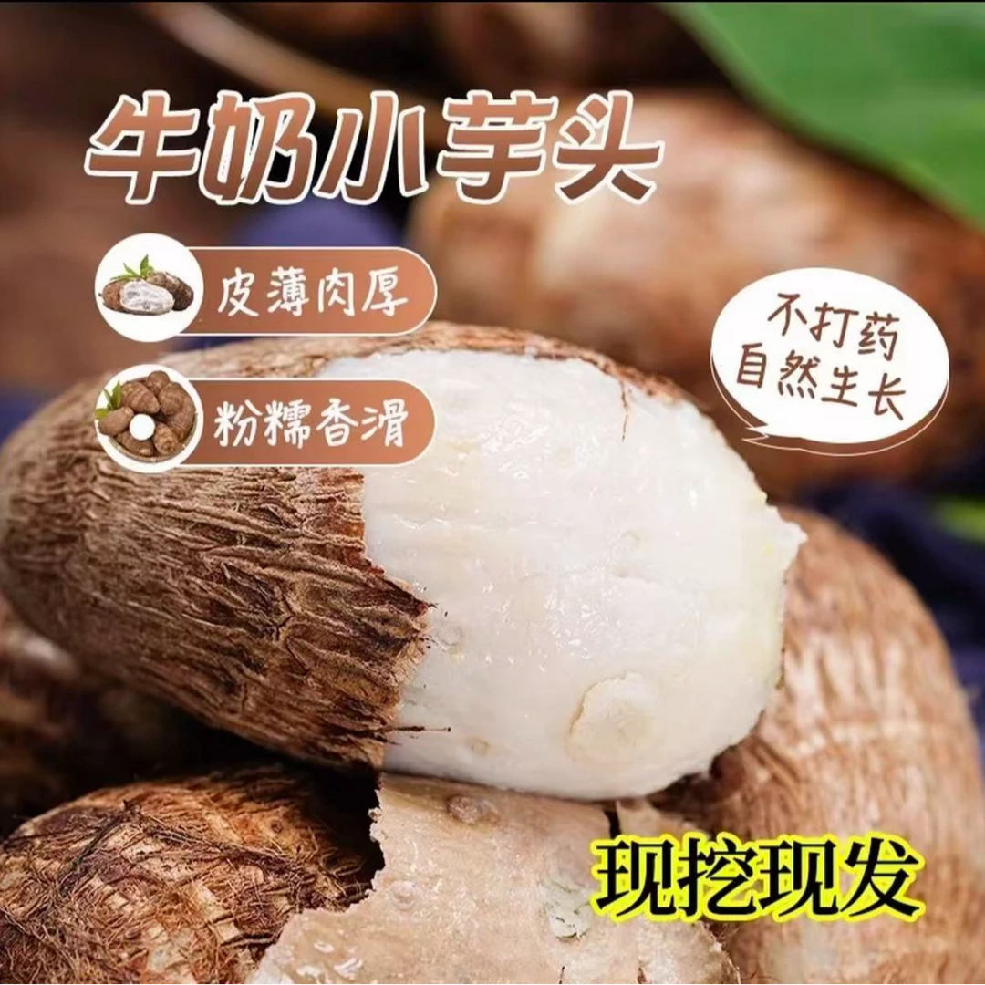 现挖新鲜牛奶小芋头粉糯香甜正宗牛奶芋头