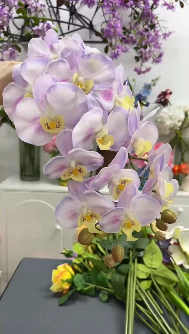 2枝极光紫蝴蝶兰