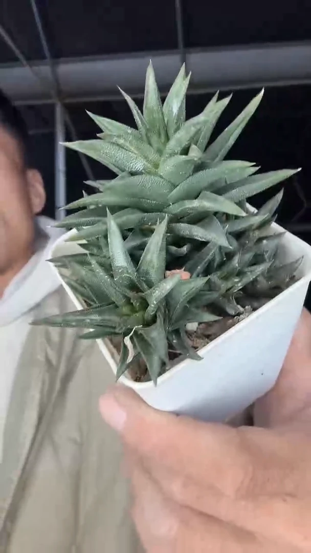 象牙塔9.99