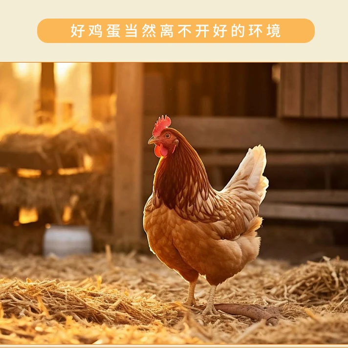 【年后发货】活鸡1只拍1发2共6-8斤正宗三黄鸡农家土鸡走地鸡包邮