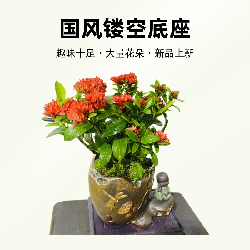 蜻蜓荷花盆龙船花盆景茶桌书桌办公室会所盆栽庭院盆景