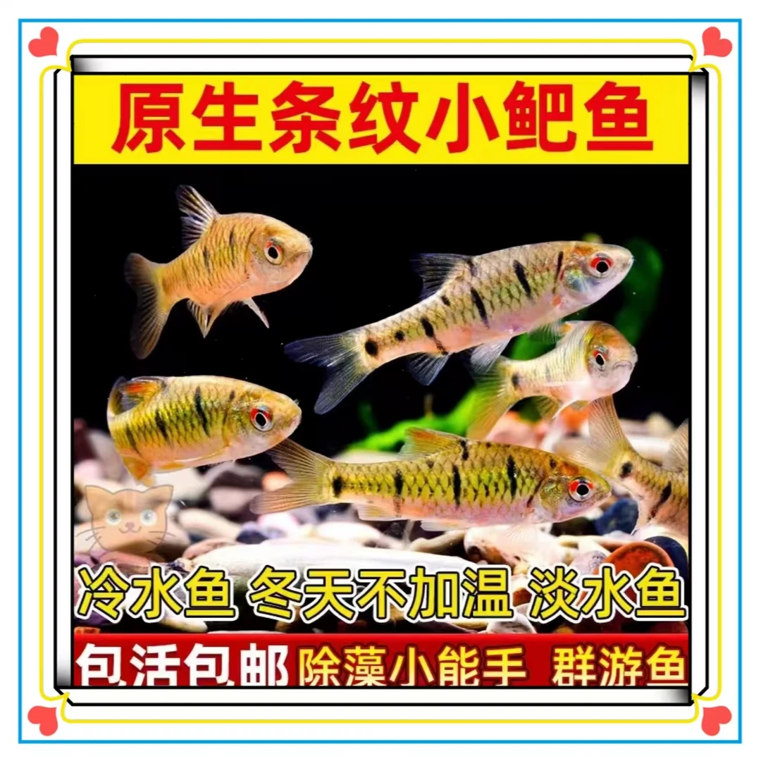 条纹小鲃野生小型中国斗鱼伴侣活体二须鲃清洁耐寒冷观赏鱼溪流鱼