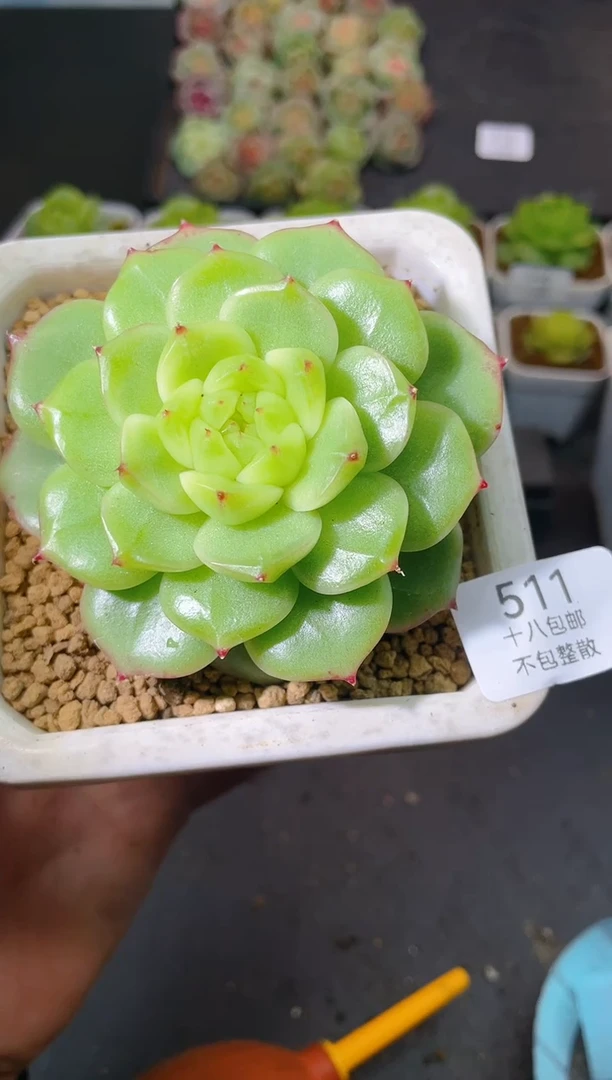 511琉璃一物一拍