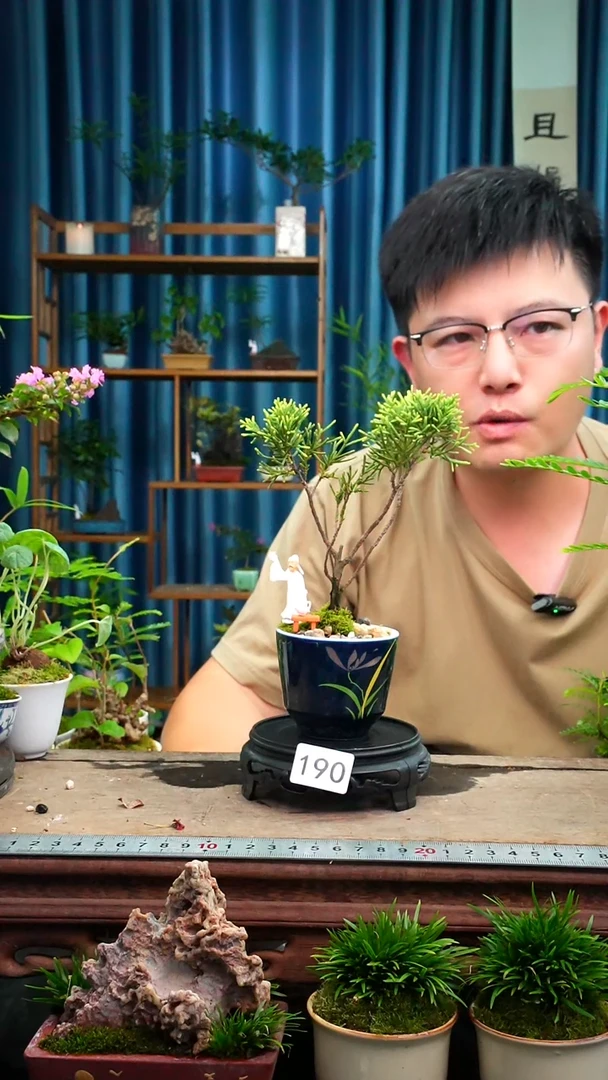 无花朵苔藓微景观190号