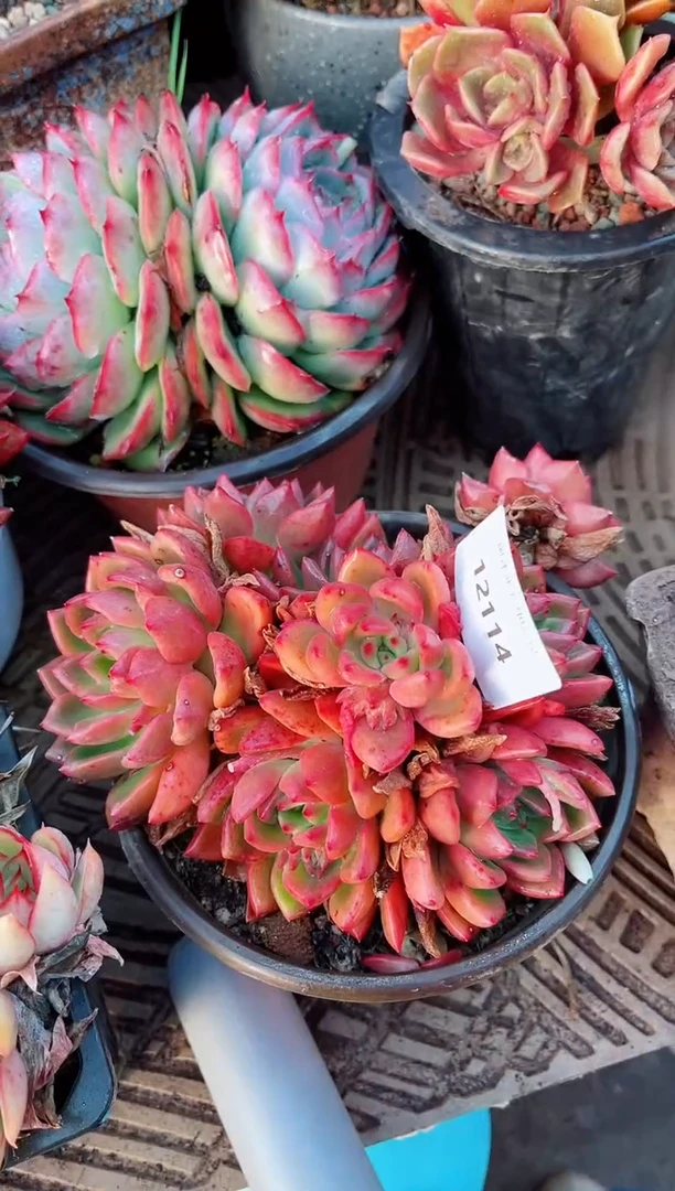 【闪购商品】12114