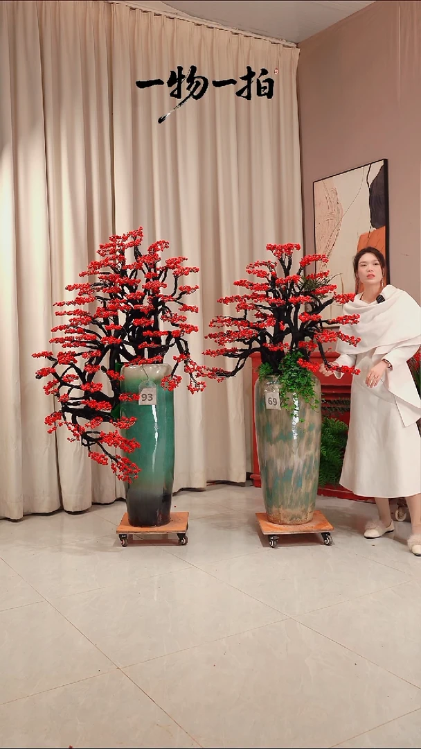 完全开放马*69号北美冬青绿植链接