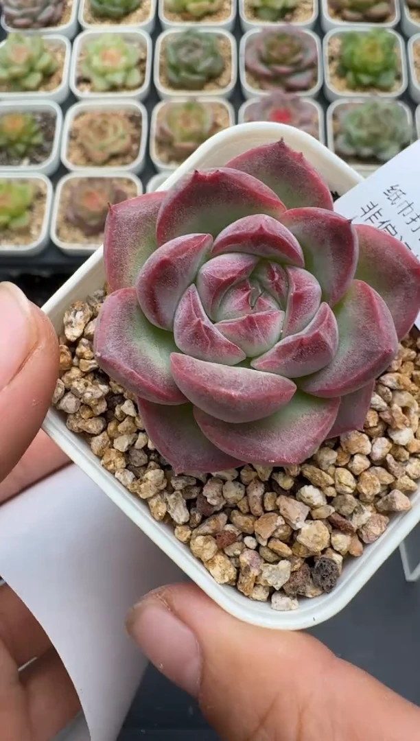 446E云禹多肉植物 带盆土纸巾打包 3颗包邮
