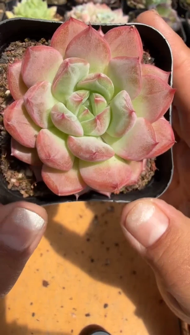 东云多肉园二店-237