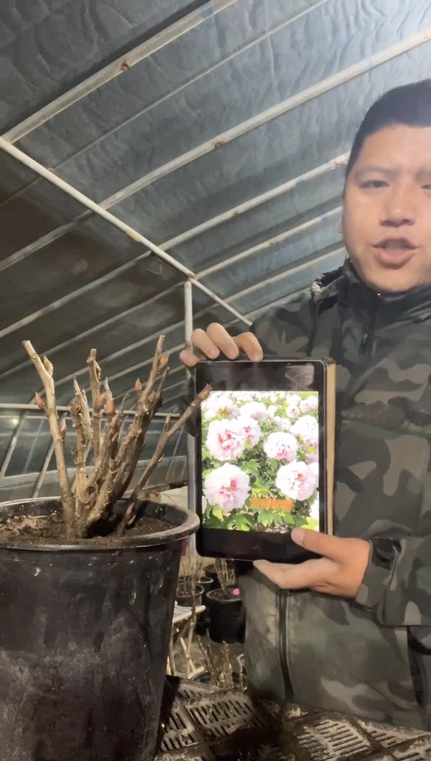 雪映桃花，盆栽牡丹带盆带土发货