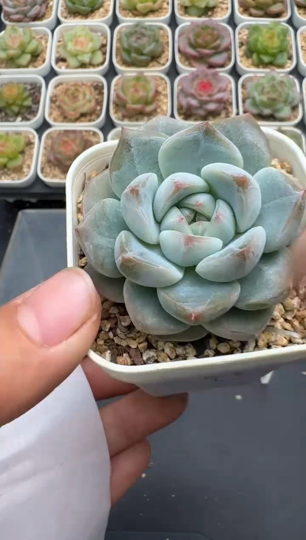 399E云禹多肉植物 带盆土纸巾打包 3颗包邮