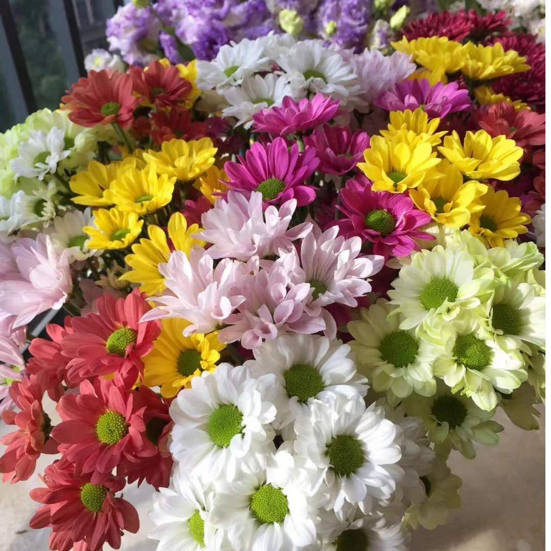 【混色小菊】一单顺丰包邮 云南鲜花基地直发