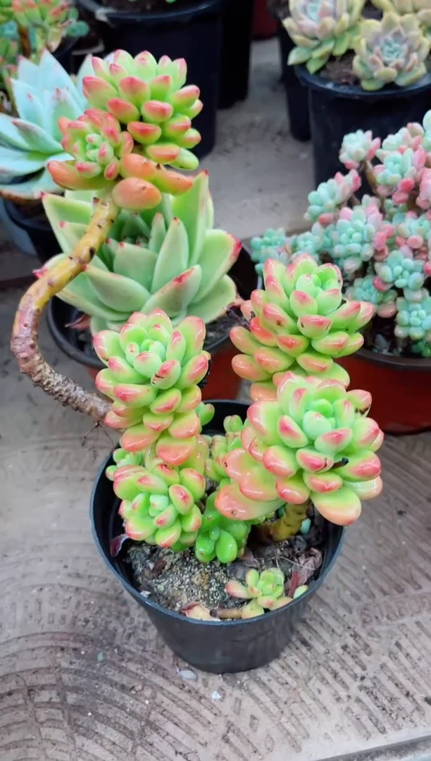 7*妹21054多肉植物一物一拍