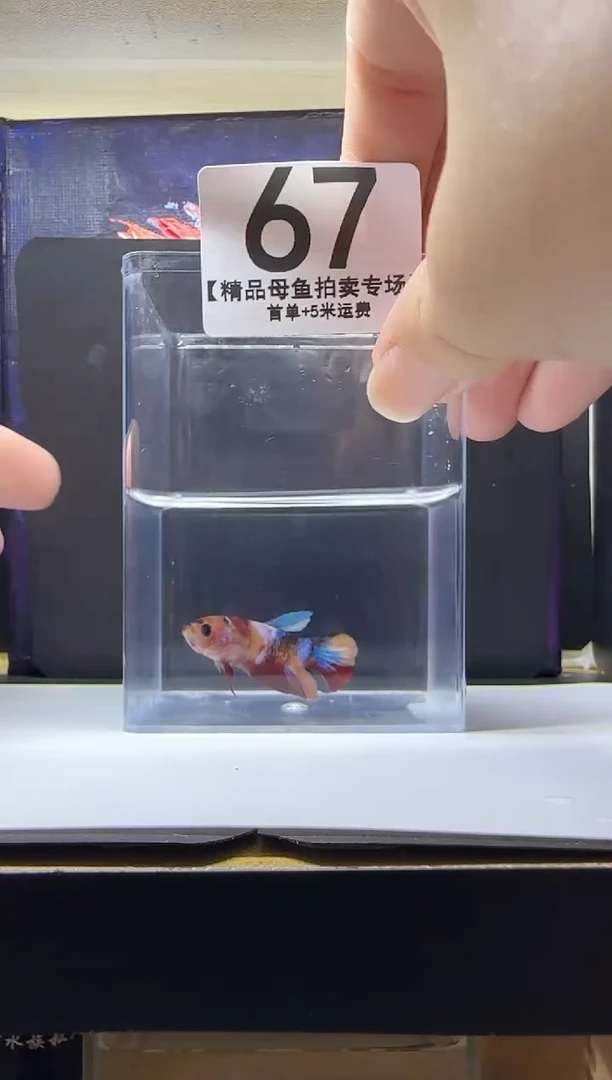 斗鱼母鱼编号：67