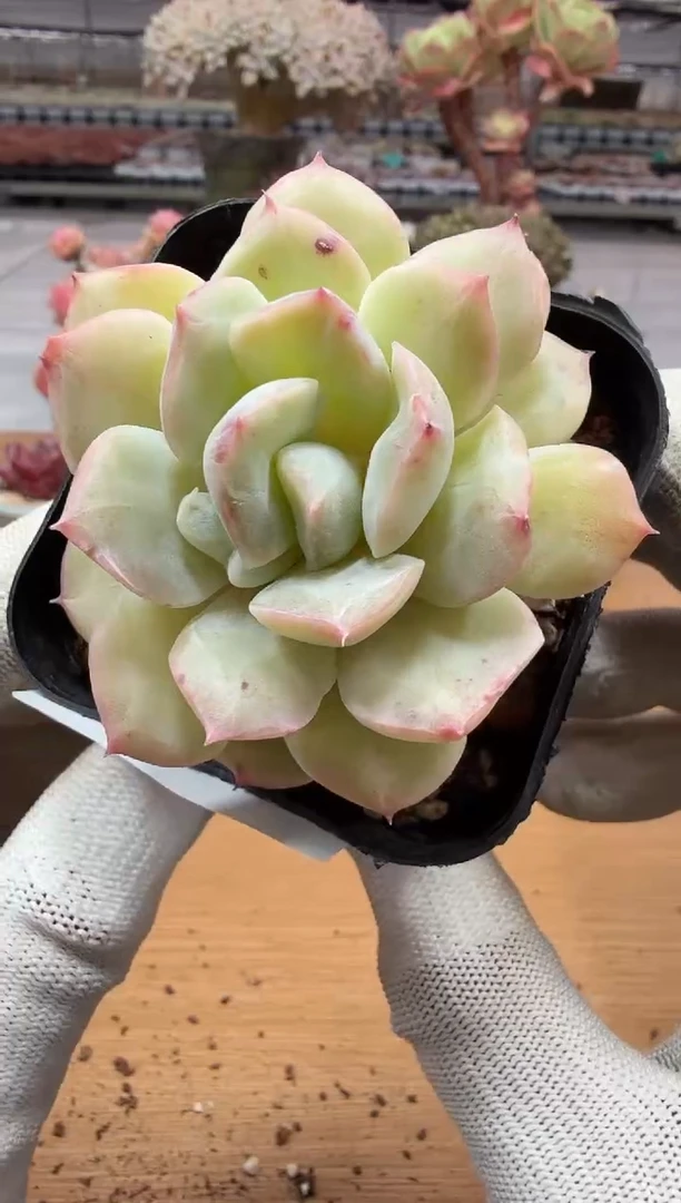 东云多肉园二店-155