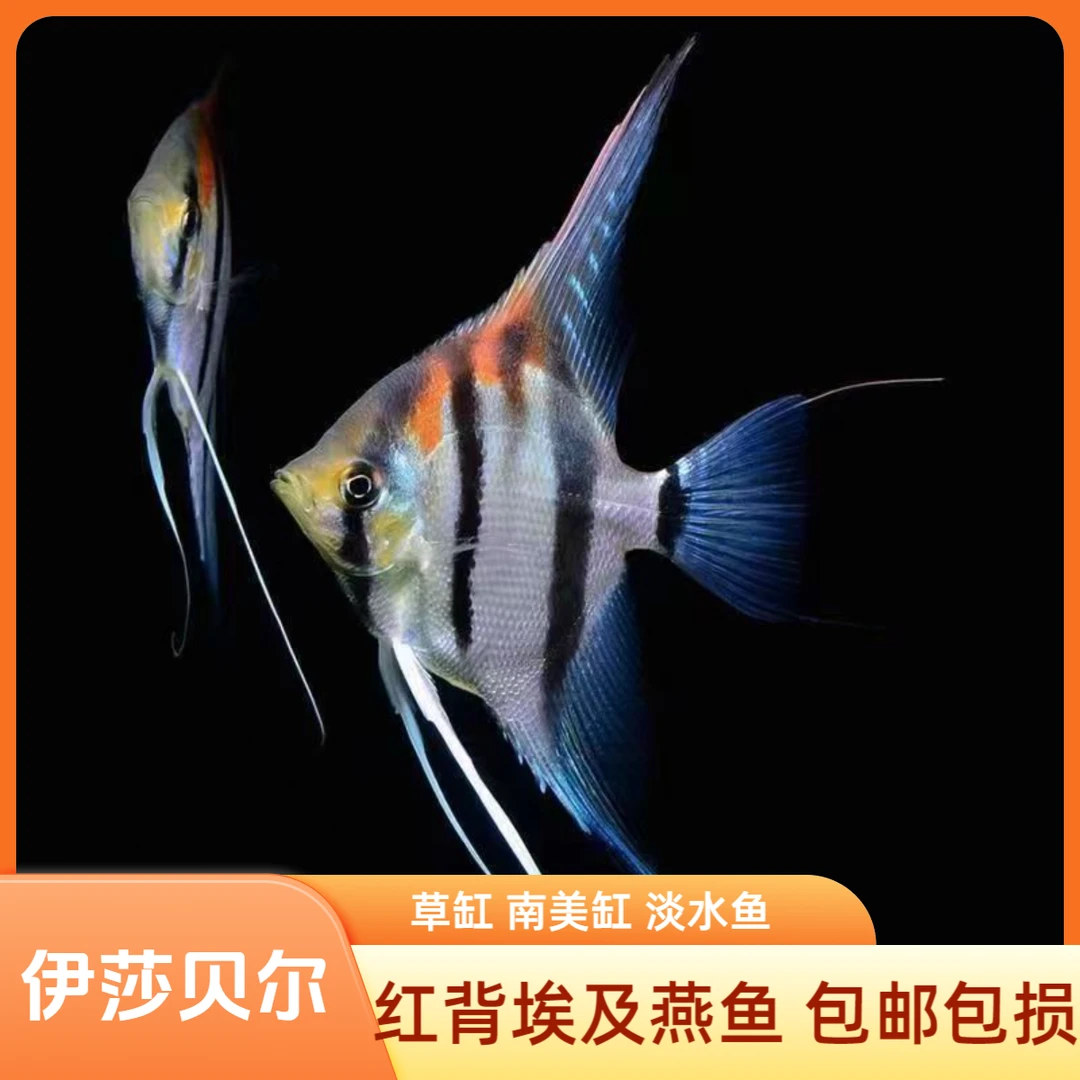 【618特惠】神仙鱼 燕子鱼 燕鱼 中小型南美缸热带鱼观赏淡水鱼