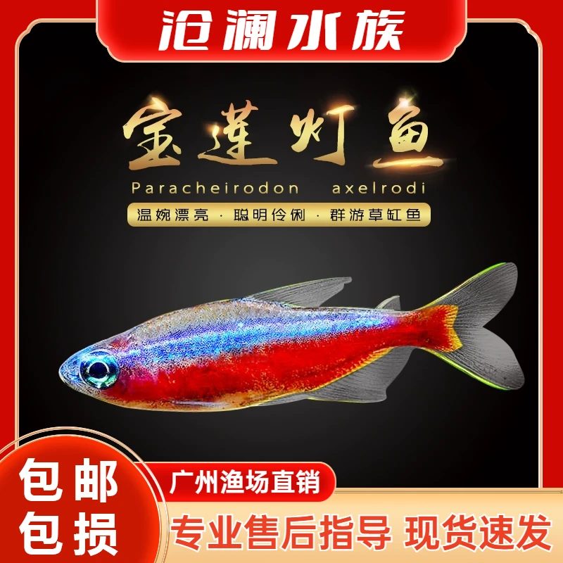 宝莲灯鱼红绿灯小型热带灯科鱼淡水草缸群游鱼混养白云金丝鱼