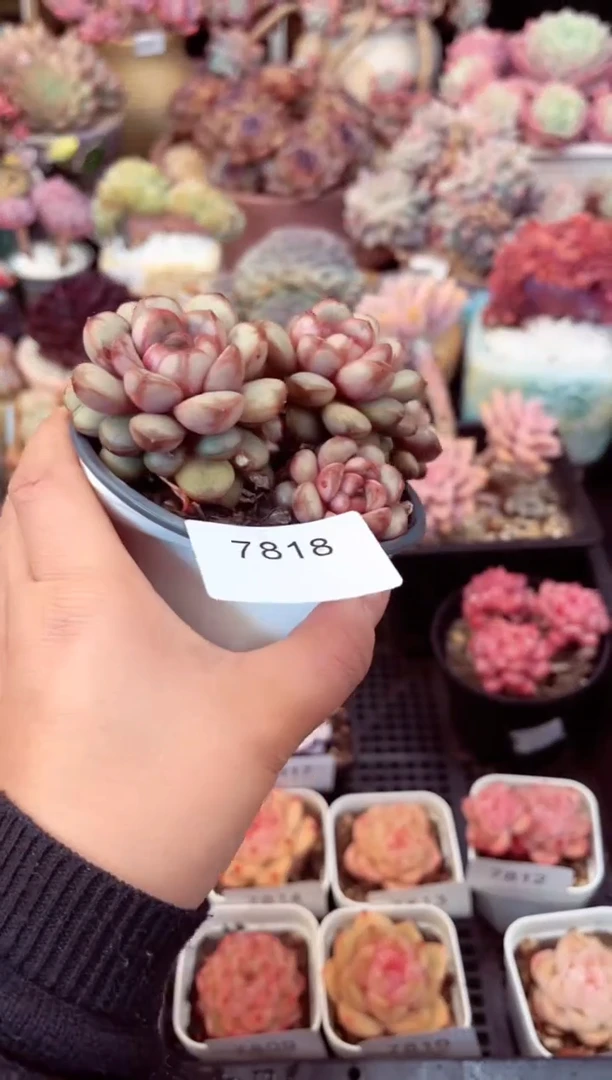 【闪购商品】7818群生葡萄多肉