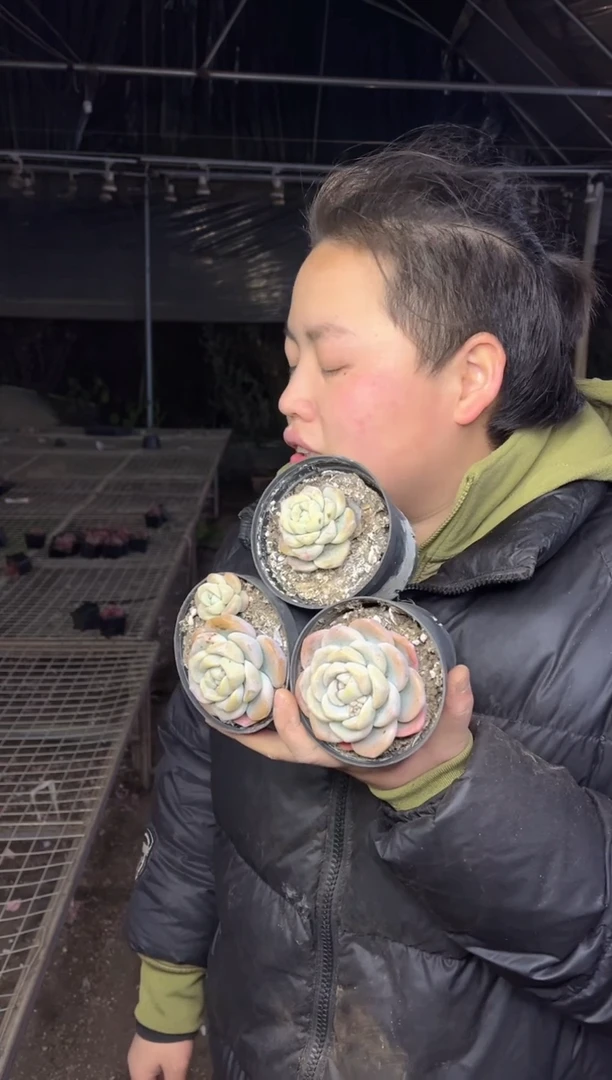 【闪购商品】97-玫瑰冰玉一小两大带盆土5