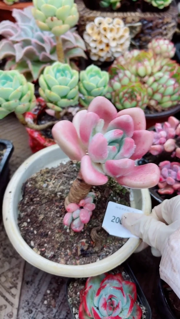20030多肉植物一物一拍