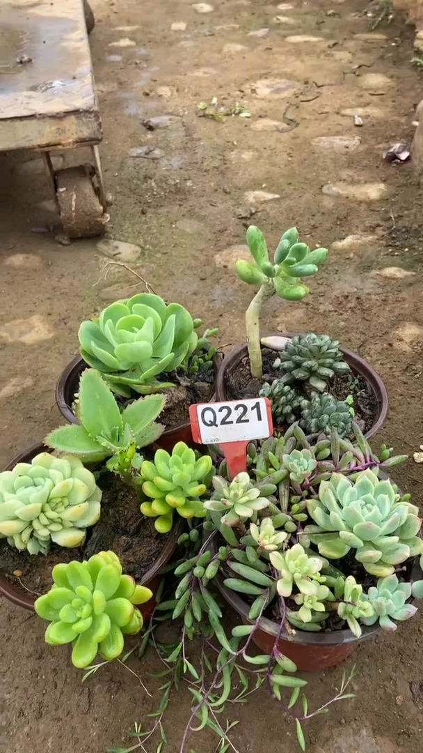 Q221多肉组合默认脱土发货