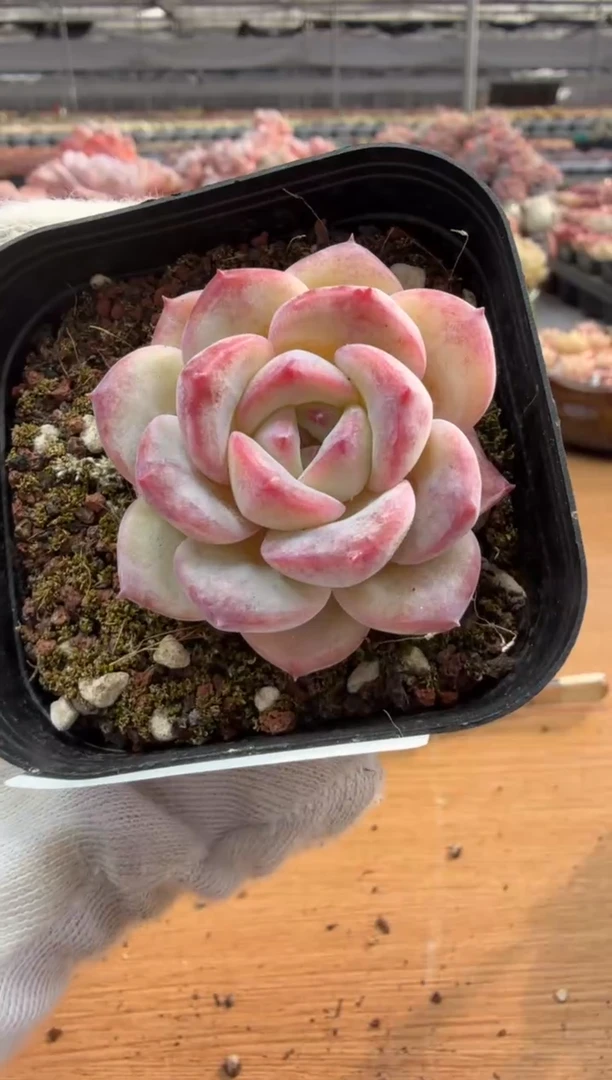 东云多肉园三店-14