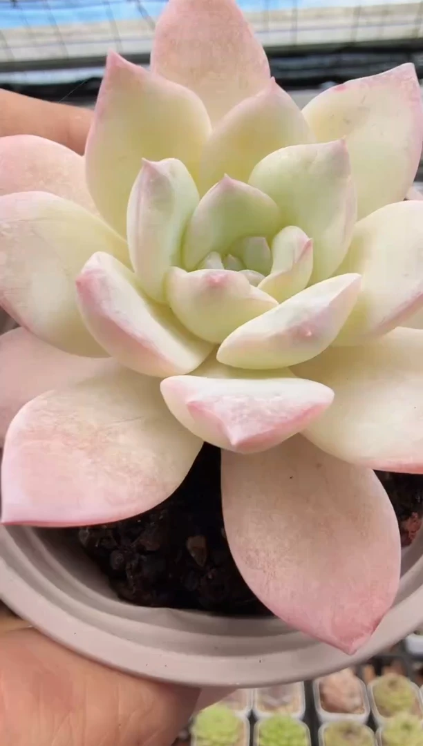 东云多肉园新款-112