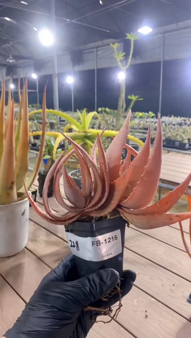 【闪购商品】原生芦荟FB-1216