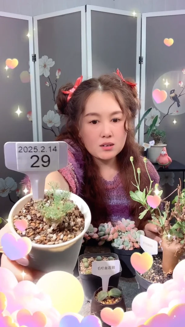 【闪购商品】白皮月界2.14.29