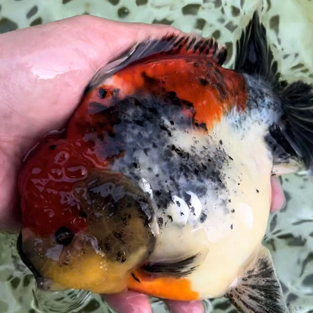 宠物泰狮水墨2cm左右  无开箱视频不售后   臀鳍不论